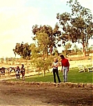 243.jpg