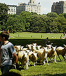 littlemanhattan-promos048.jpg