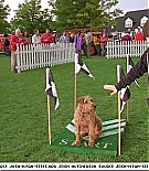 firehousedog-captures136.jpg