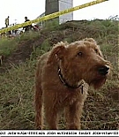 firehousedog-captures202.jpg
