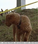 firehousedog-captures203.jpg
