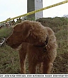 firehousedog-captures205.jpg