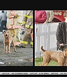 firehousedog-makingfeature031.JPG