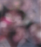 136.jpg